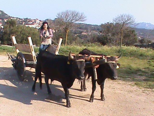 Agriturismo Il Muto Di Gallura Aggius Exterior foto